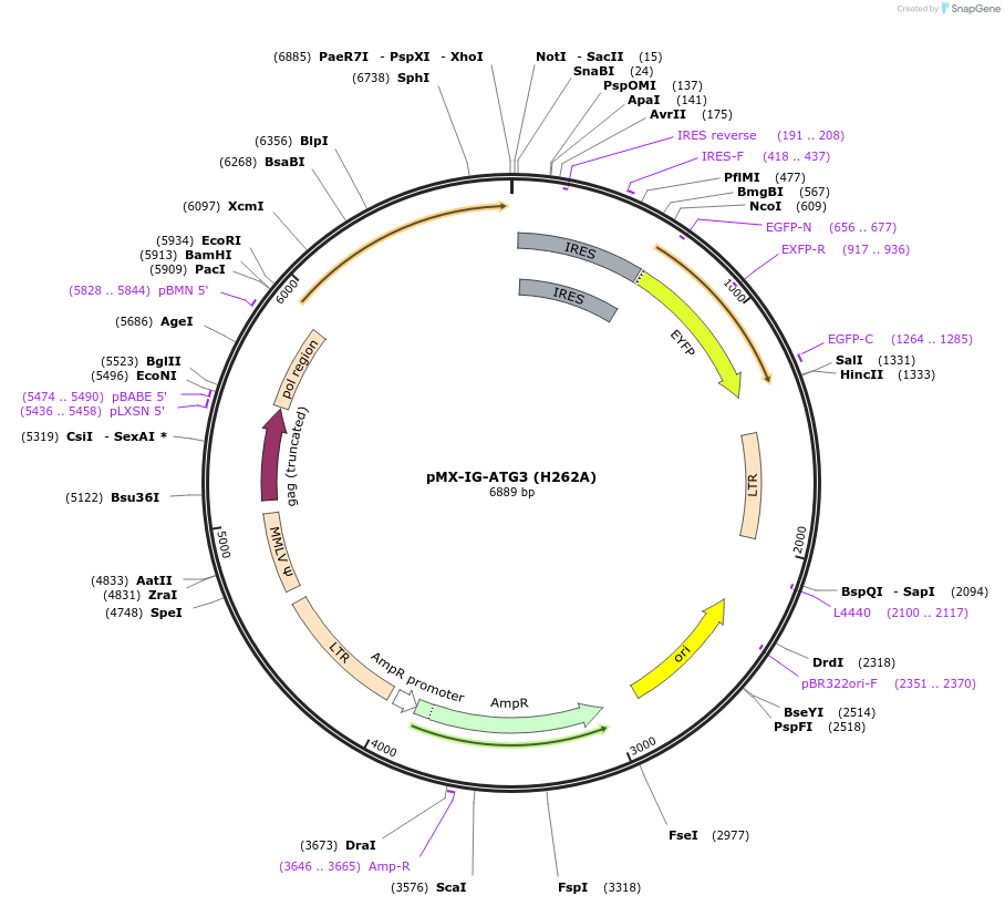 212027-plasmid-map-sequence-id-422851