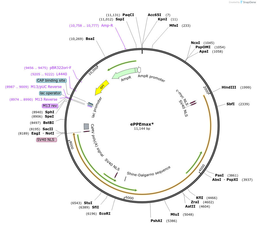 205244-plasmid-map-sequence-id-422881