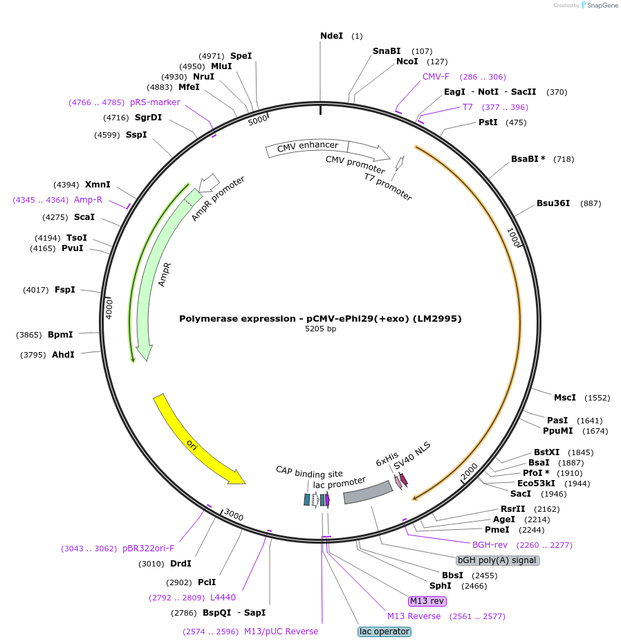 208966-plasmid-map-sequence-id-422883