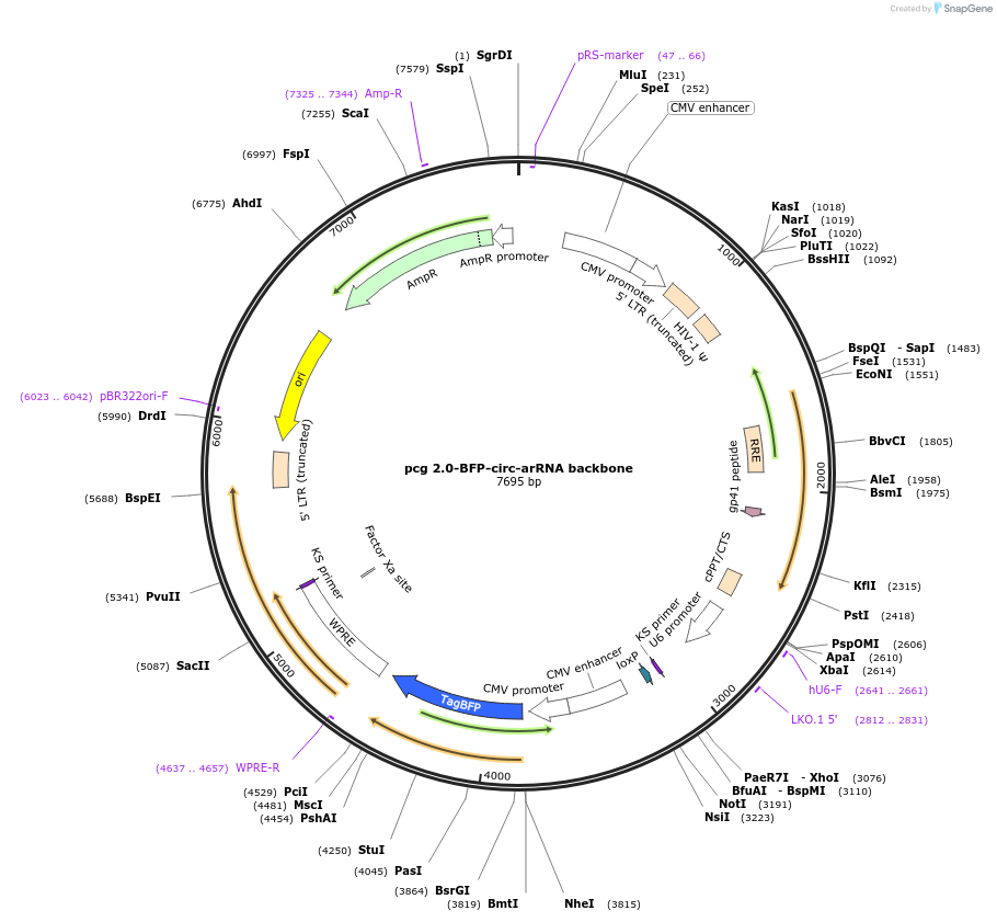 213965-plasmid-map-sequence-id-422887