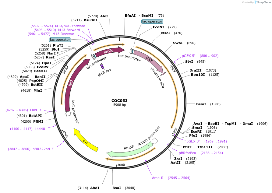 209131-plasmid-map-sequence-id-422888