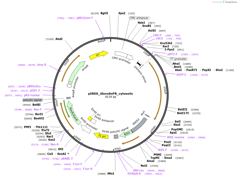 214132-plasmid-map-sequence-id-422889