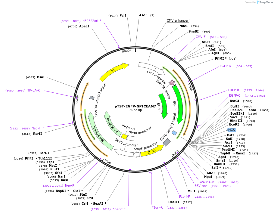 213705-plasmid-map-sequence-id-422911