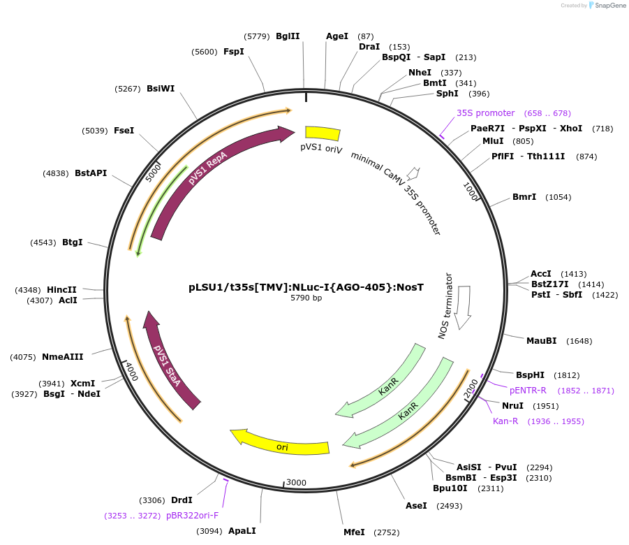 212182-plasmid-map-sequence-id-422934