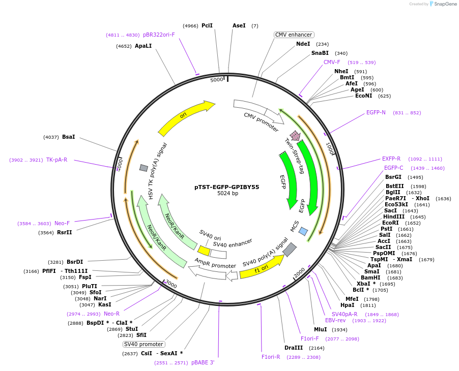 213706-plasmid-map-sequence-id-422936