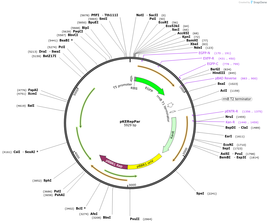 211827-plasmid-map-sequence-id-422937