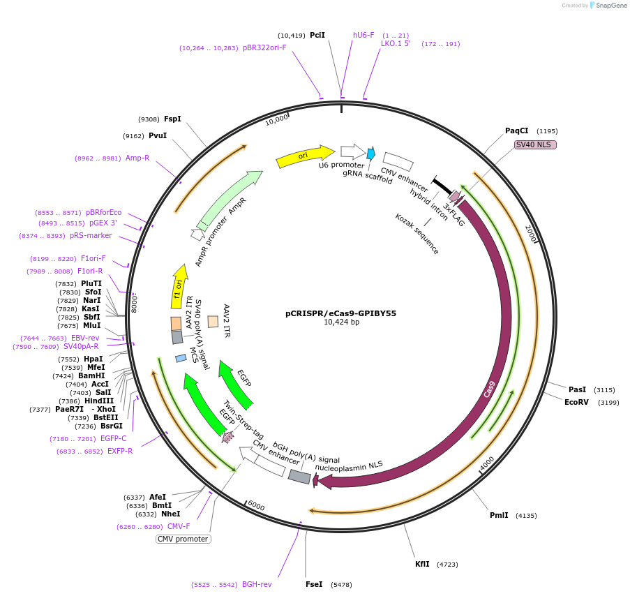 213709-plasmid-map-sequence-id-422949