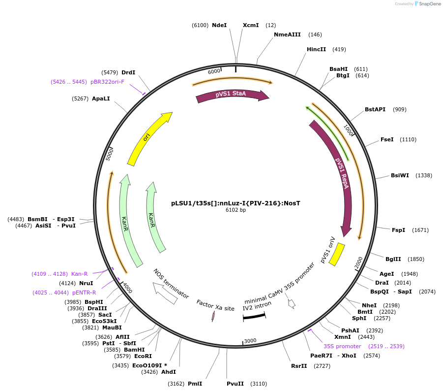 212187-plasmid-map-sequence-id-422962