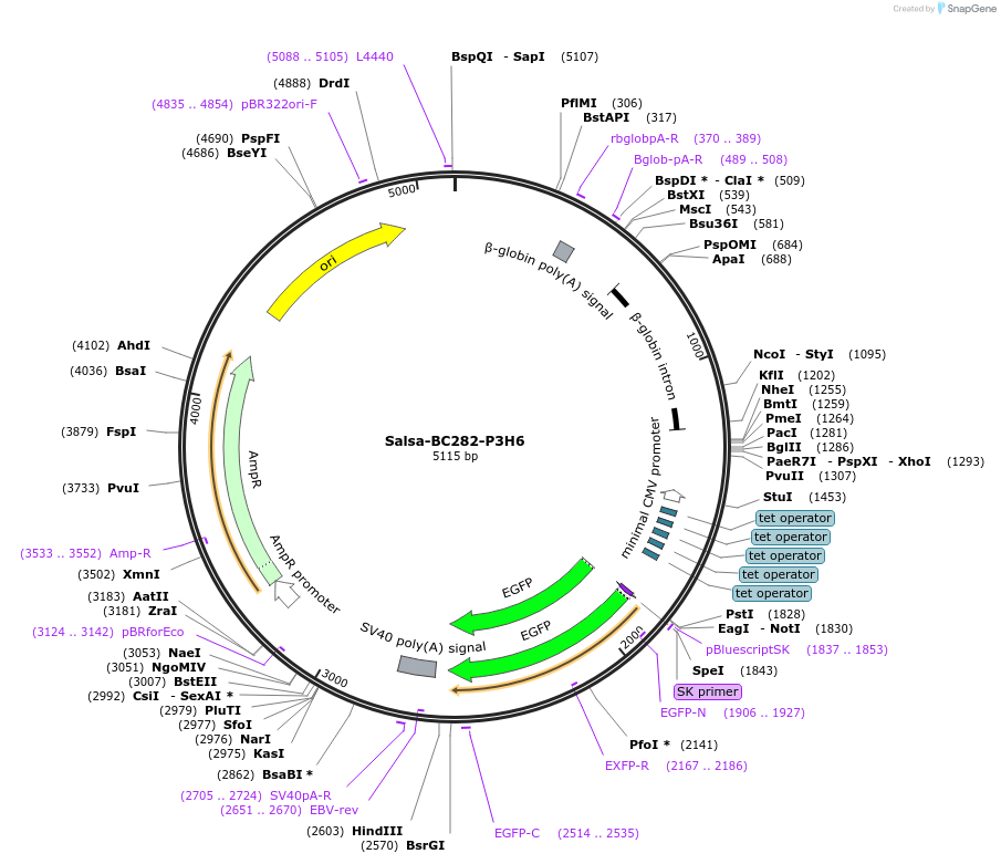 203123-plasmid-map-sequence-id-422964