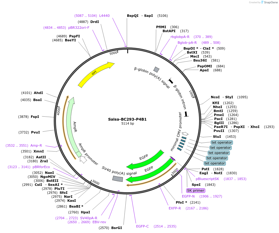 203134-plasmid-map-sequence-id-422965