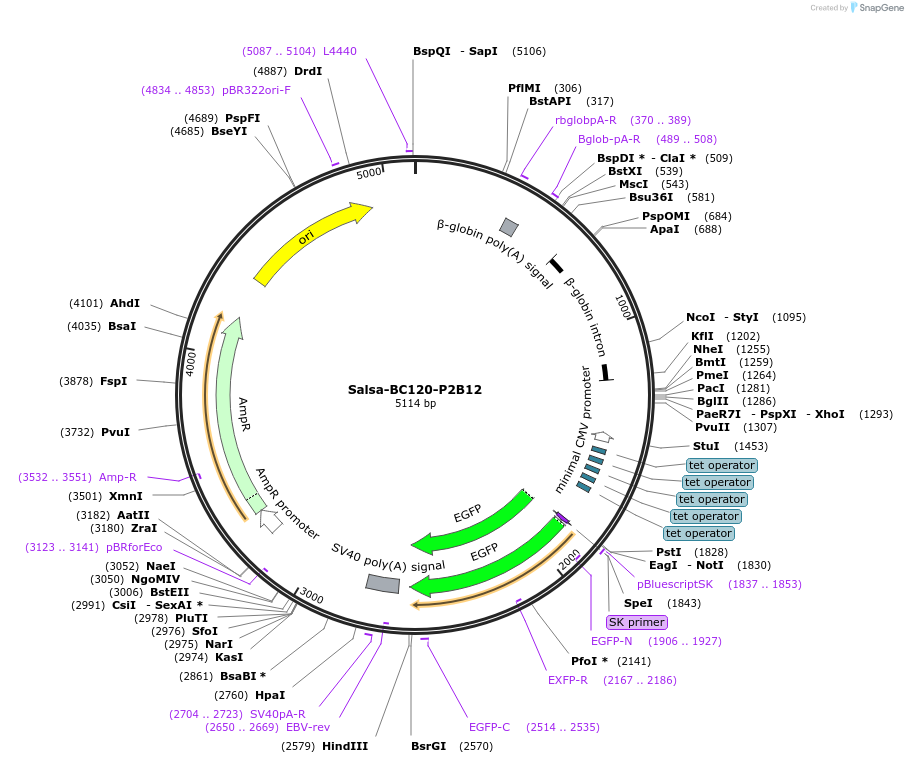 202961-plasmid-map-sequence-id-422969