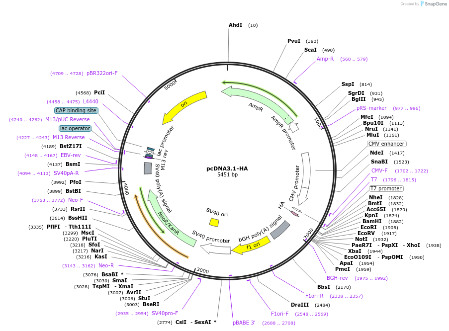 128034-plasmid-map-sequence-id-422971