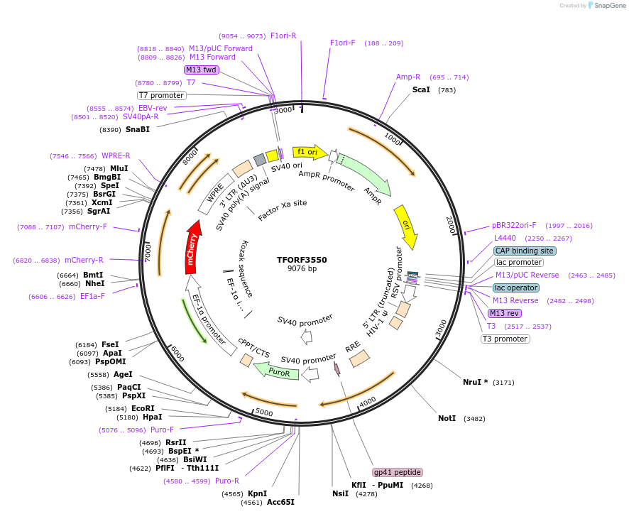 145026-plasmid-map-sequence-id-422981