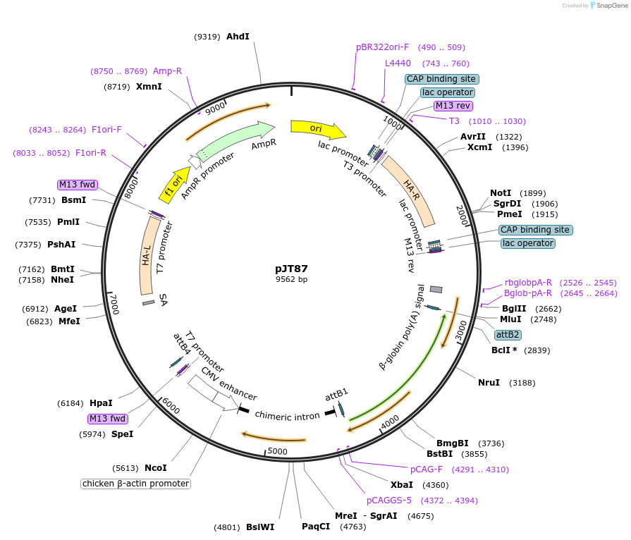 204489-plasmid-map-sequence-id-423000