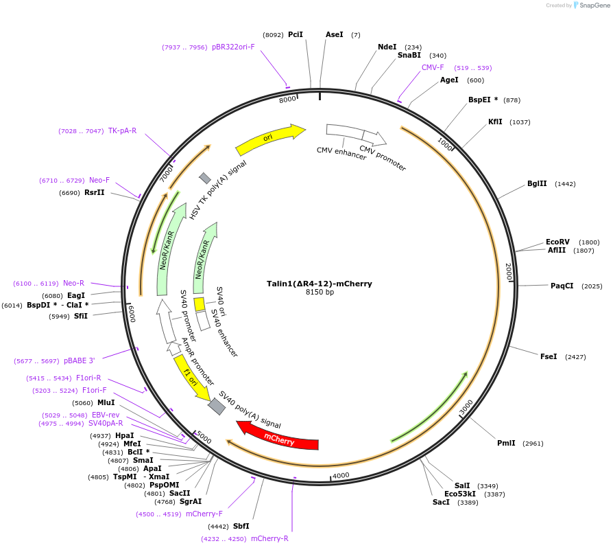 212006-plasmid-map-sequence-id-423004