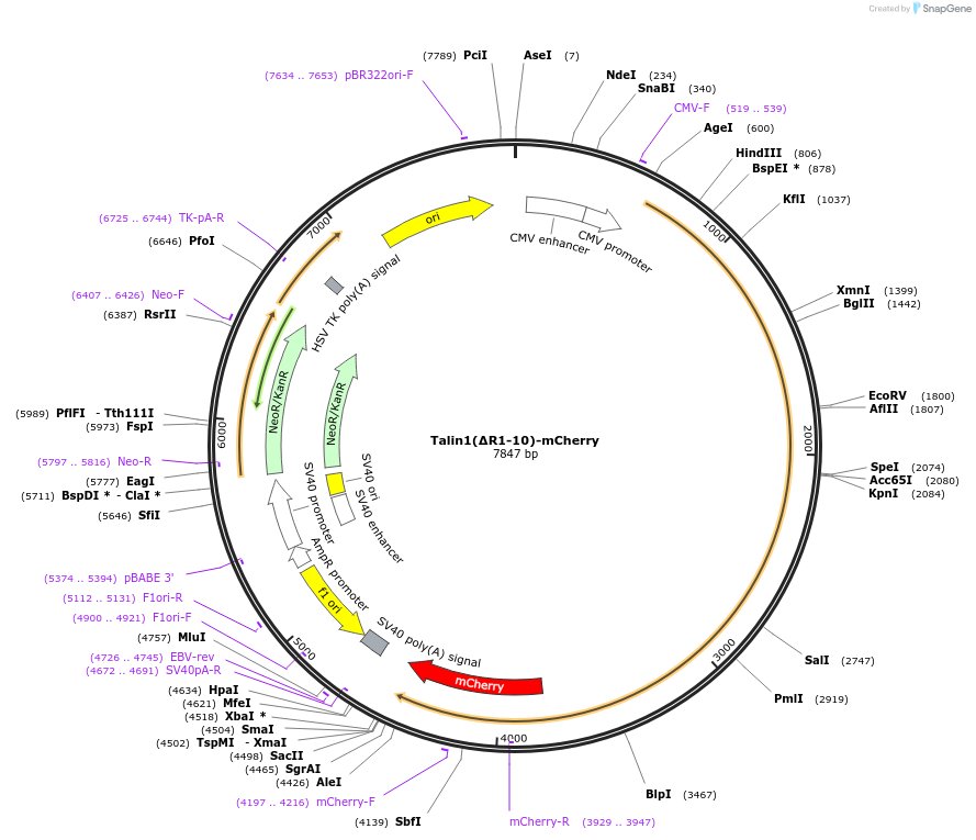 212007-plasmid-map-sequence-id-423005