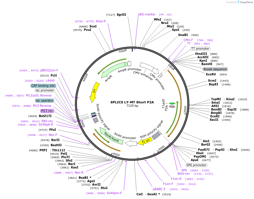 213614-plasmid-map-sequence-id-423006