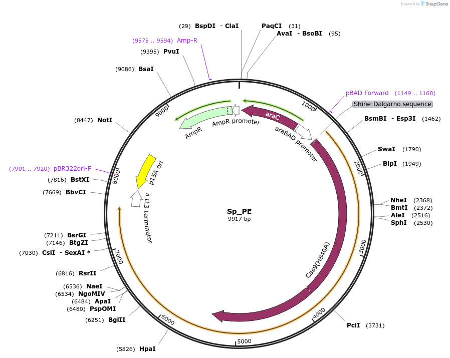 212038-plasmid-map-sequence-id-423075
