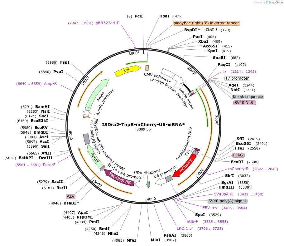 212967-plasmid-map-sequence-id-423077