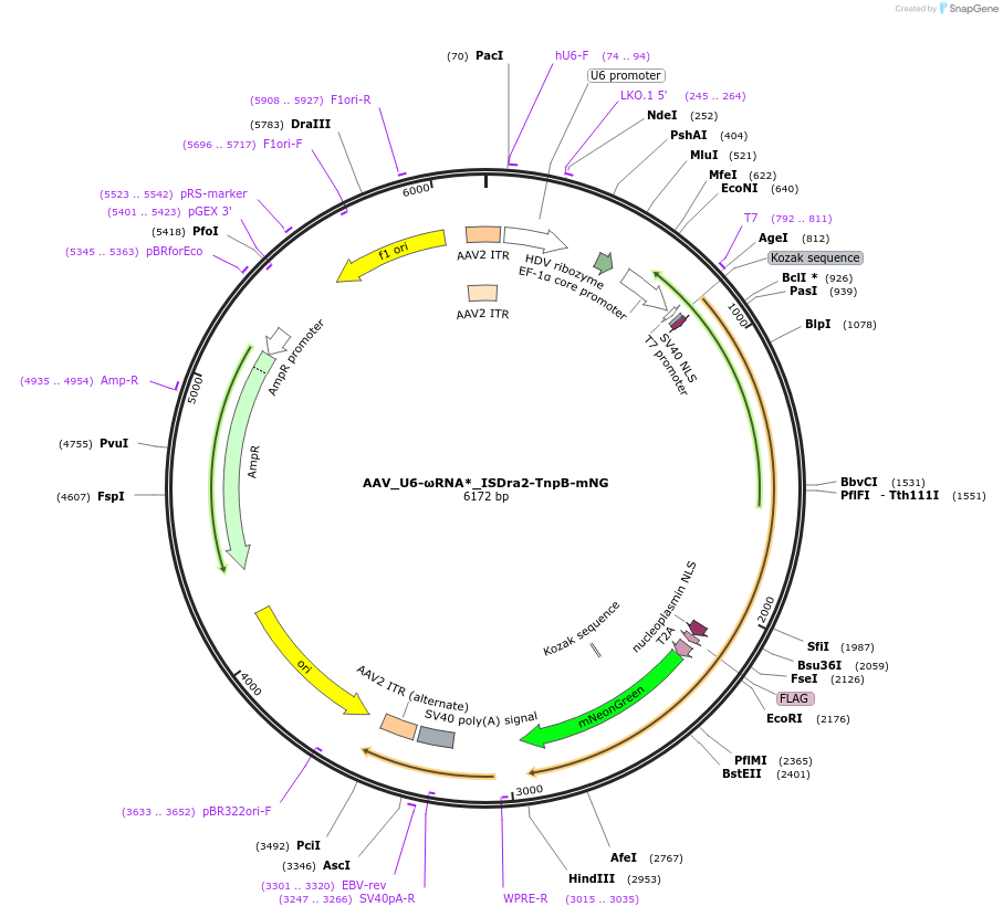 212968-plasmid-map-sequence-id-423080