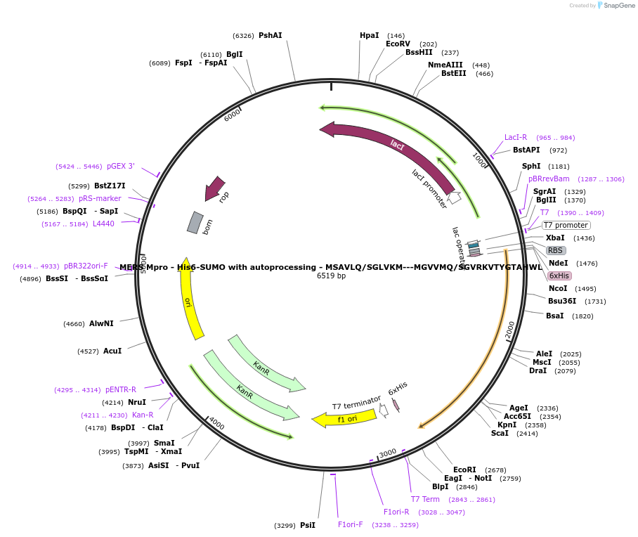 204814-plasmid-map-sequence-id-423088