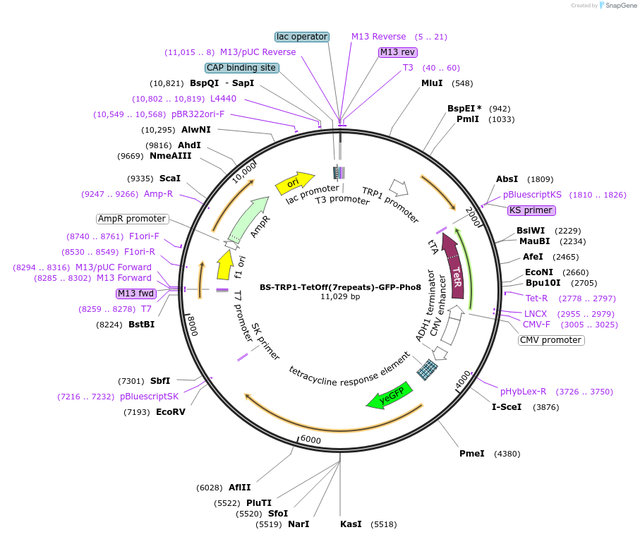 207011-plasmid-map-sequence-id-423100
