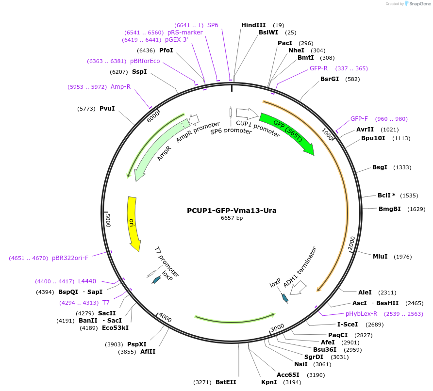 207026-plasmid-map-sequence-id-423101