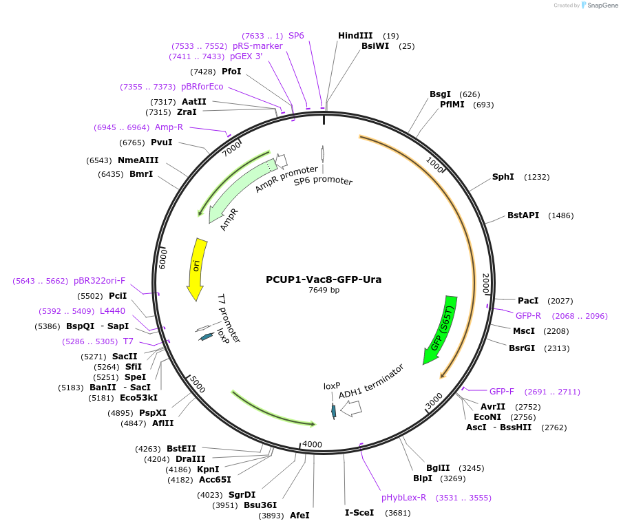 207027-plasmid-map-sequence-id-423102