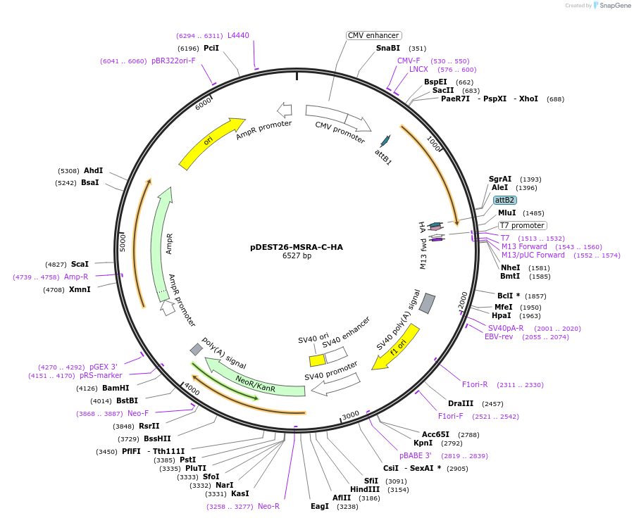 195177-plasmid-map-sequence-id-423103