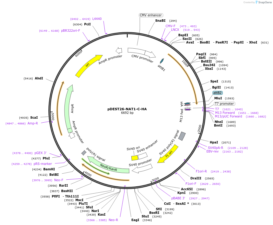 195178-plasmid-map-sequence-id-423104