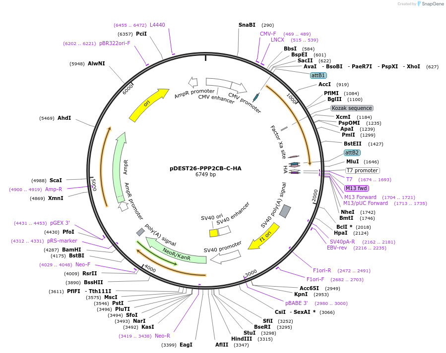 195179-plasmid-map-sequence-id-423105