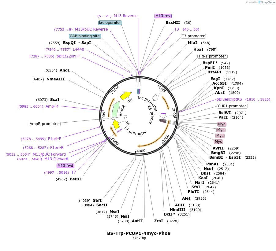 207028-plasmid-map-sequence-id-423110
