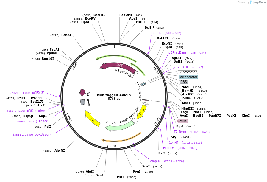 214835-plasmid-map-sequence-id-423116