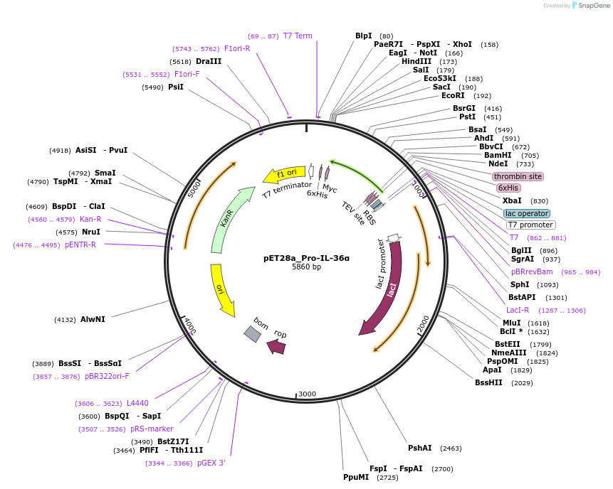 214343-plasmid-map-sequence-id-423131