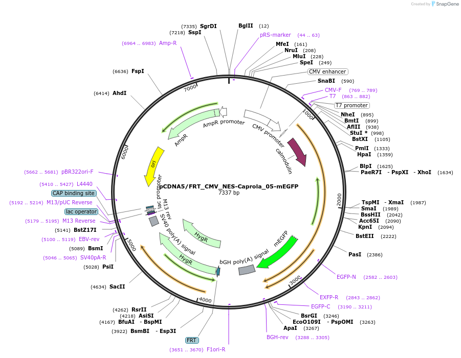 194683-plasmid-map-sequence-id-423134