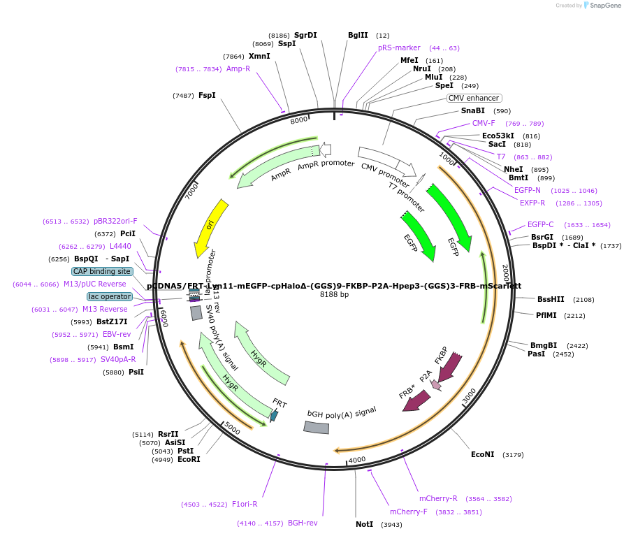 205703-plasmid-map-sequence-id-423137