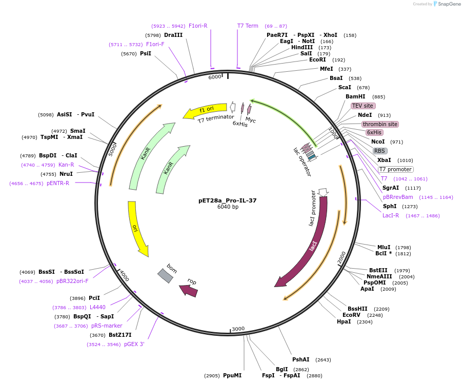214346-plasmid-map-sequence-id-423139