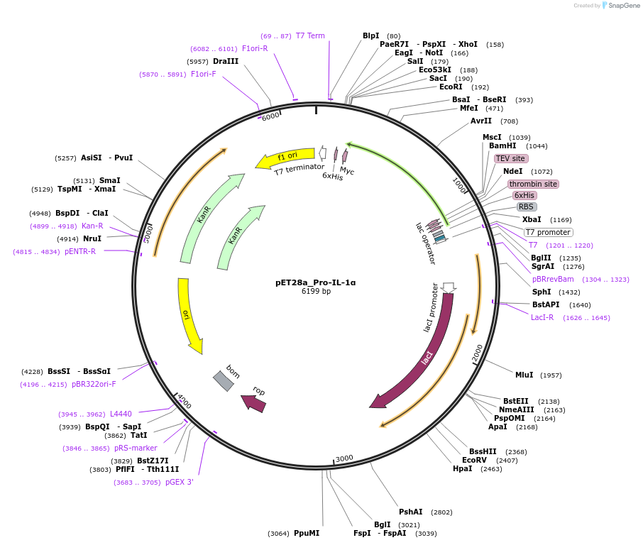 214341-plasmid-map-sequence-id-423141