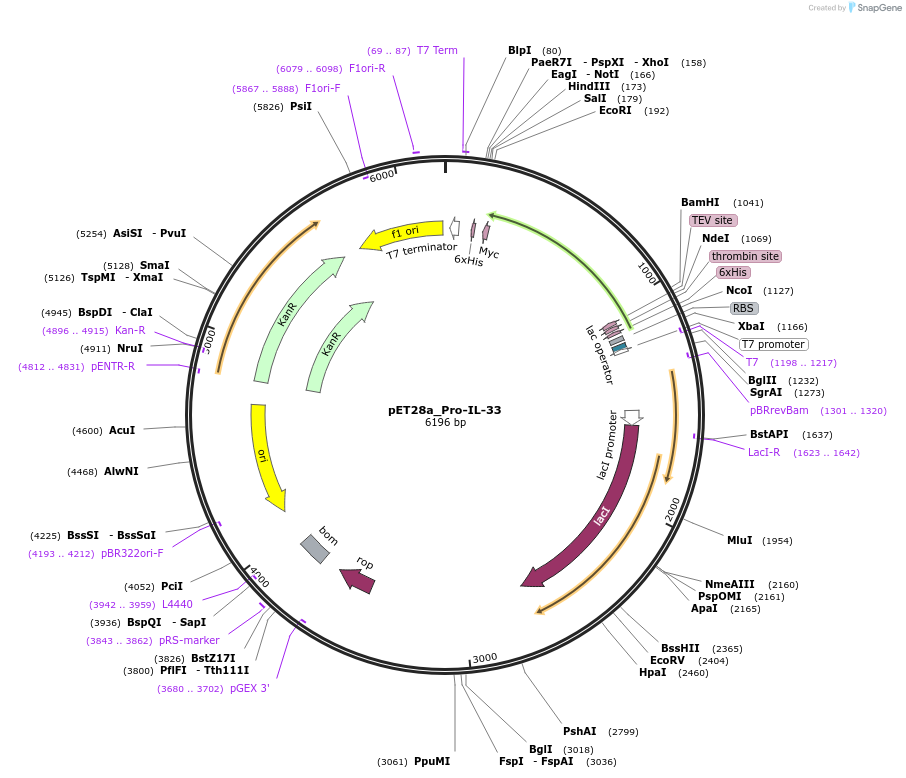214342-plasmid-map-sequence-id-423142