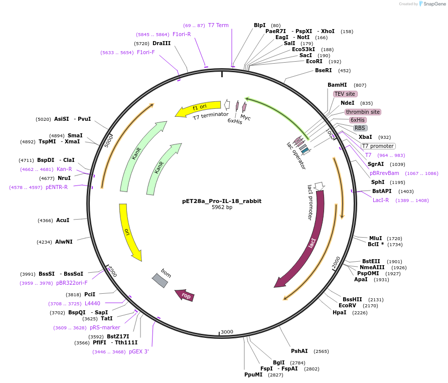 214334-plasmid-map-sequence-id-423146