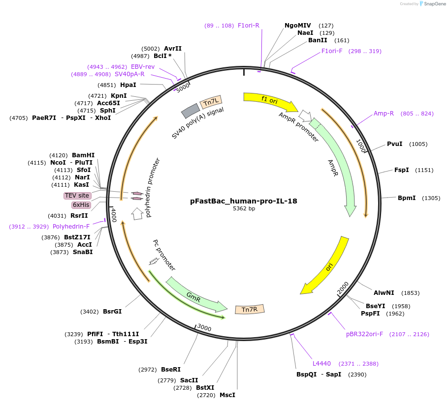 214337-plasmid-map-sequence-id-423150