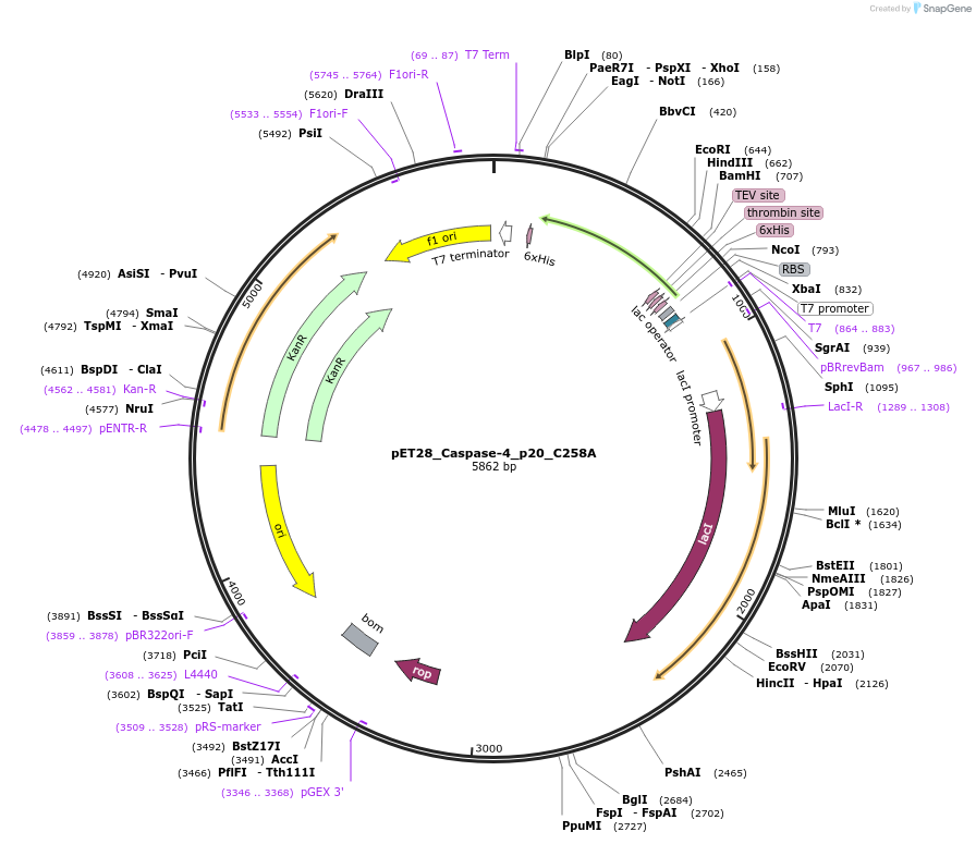 214307-plasmid-map-sequence-id-423151