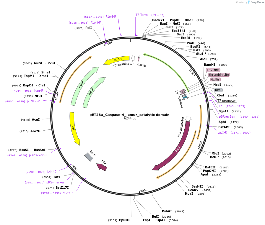 214328-plasmid-map-sequence-id-423152