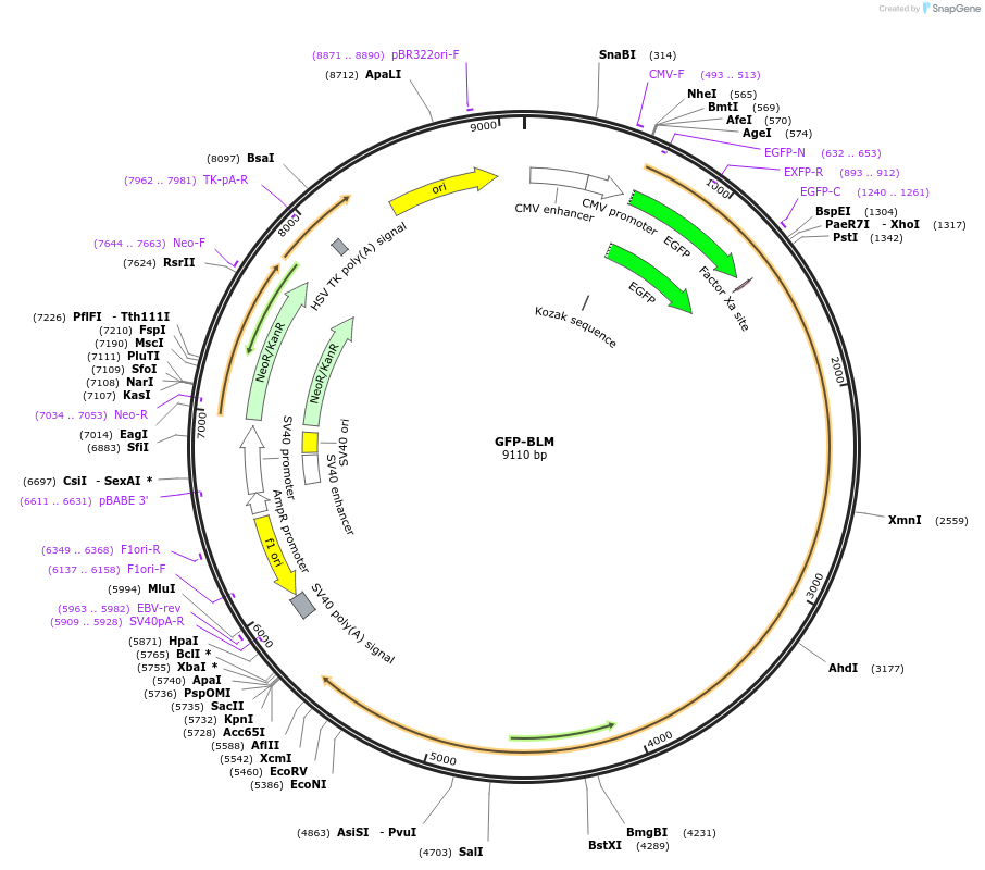 80070-plasmid-map-sequence-id-423157