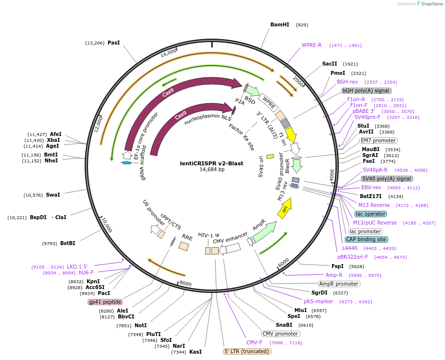 83480-plasmid-map-sequence-id-423158
