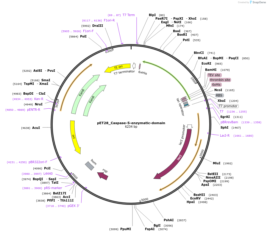 214306-plasmid-map-sequence-id-423165