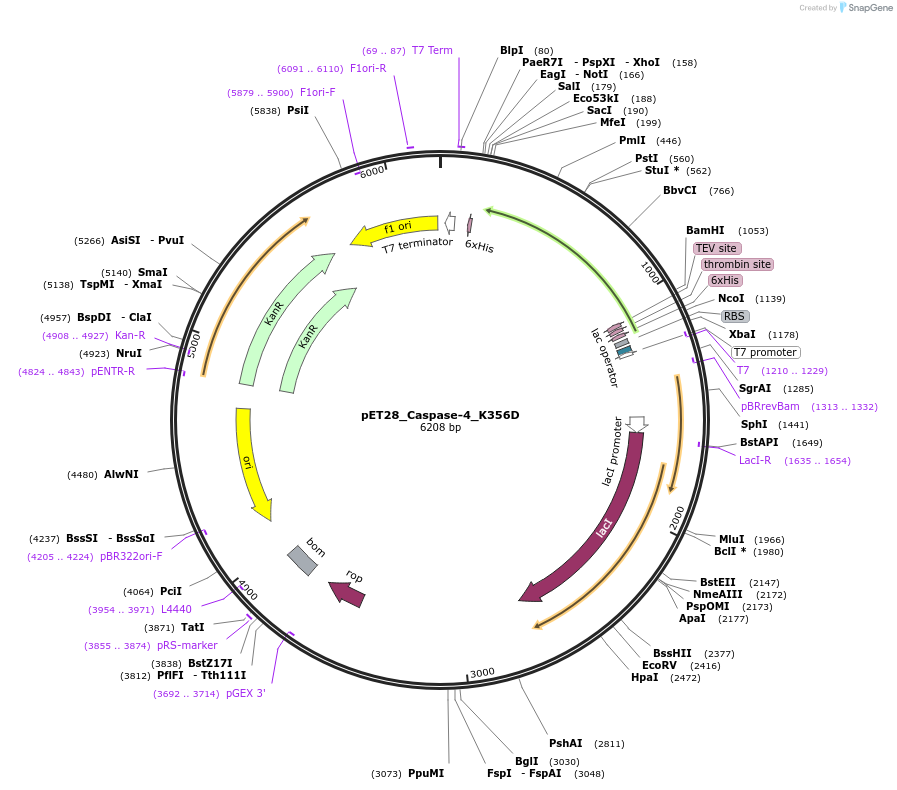 214312-plasmid-map-sequence-id-423166