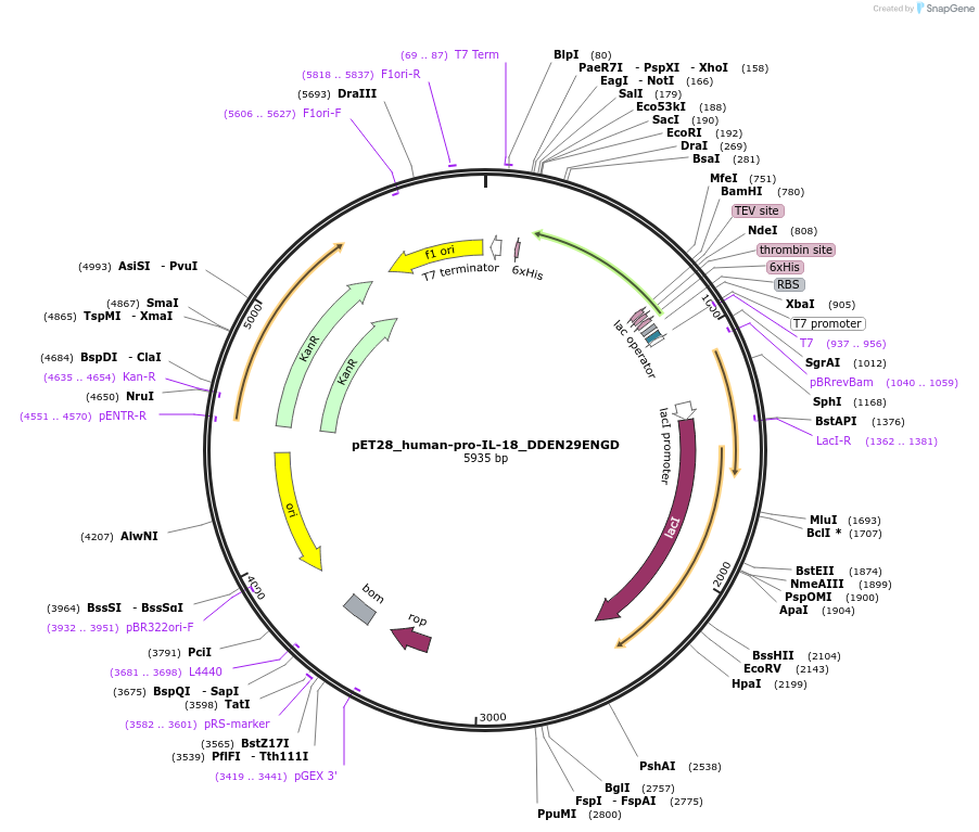 214325-plasmid-map-sequence-id-423172