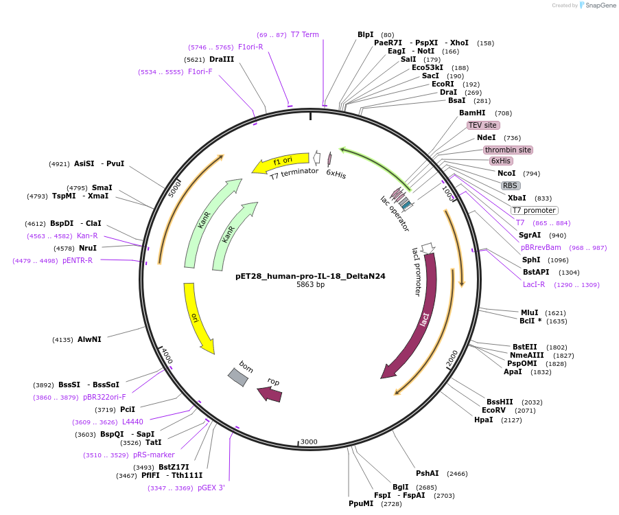 214327-plasmid-map-sequence-id-423175