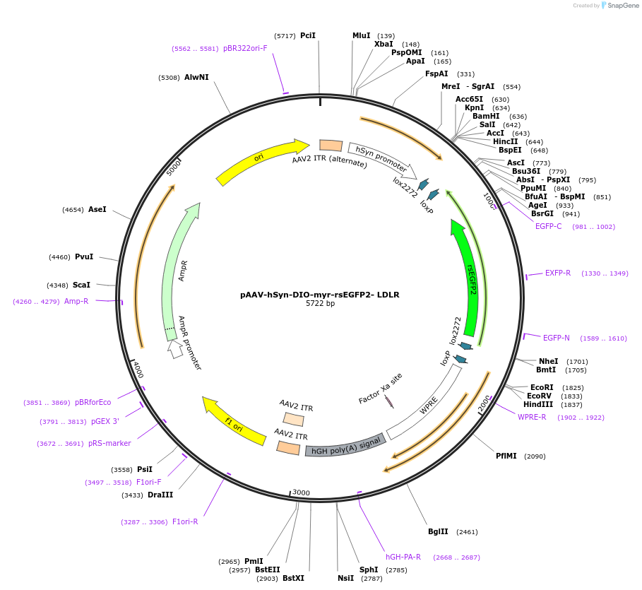 213399-plasmid-map-sequence-id-423178